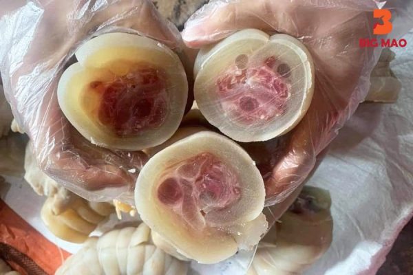 Vó Bò Là Gì? Những Lợi Ích Dinh Dưỡng Từ Vó Bò Bạn Nên Biết